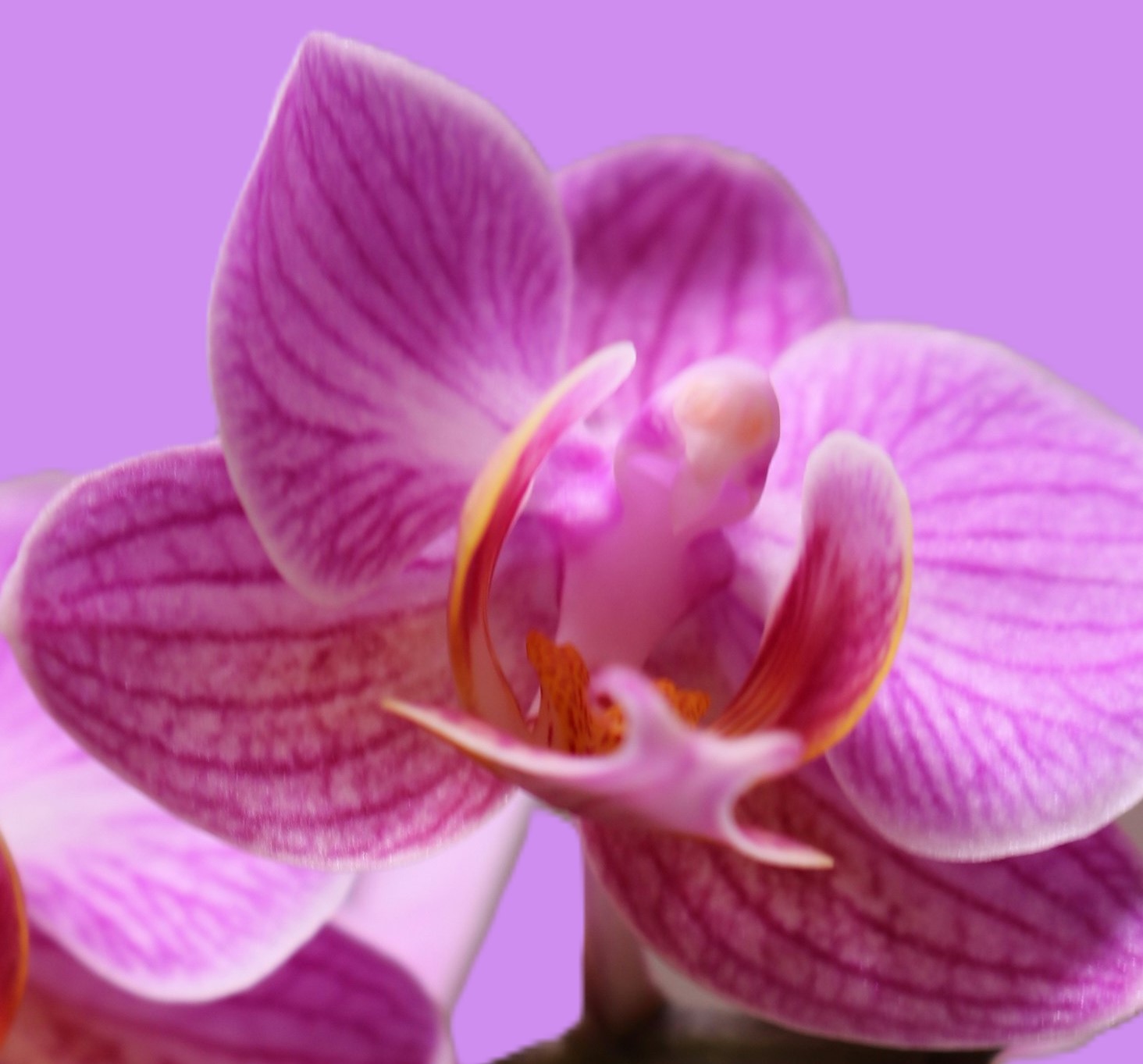 regina-mansor-I0Q3O6y71Po-unsplash